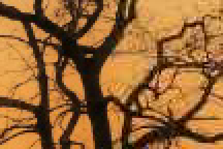The same branches, split: the left half as saved, the right half at quality 40, where the sky has broken into plain squares and blotches and every twig has a halo.